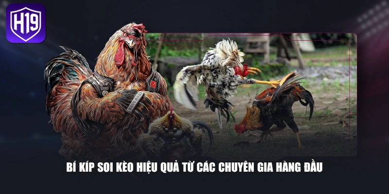 Luật Cược Đá Gà Cựa Dao Chi Tiết Từ A Đến Z Cho Người Mới