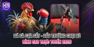 Sảnh Đá Gà H19 Kịch Tính Mang Đến Trải Nghiệm Đỉnh Cao