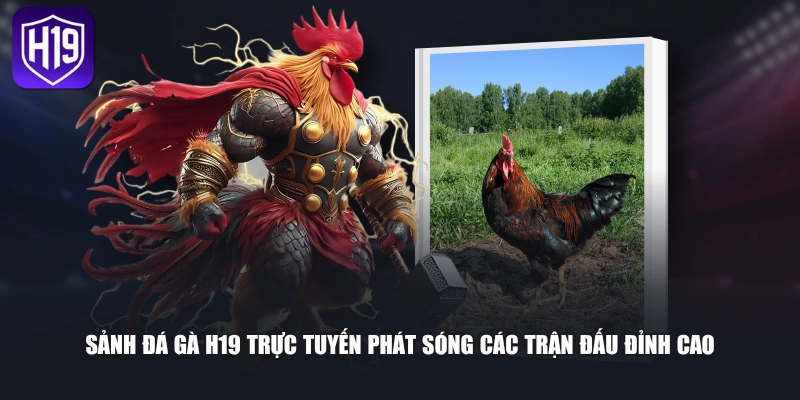 Sảnh Đá Gà H19 Kịch Tính Mang Đến Trải Nghiệm Đỉnh Cao